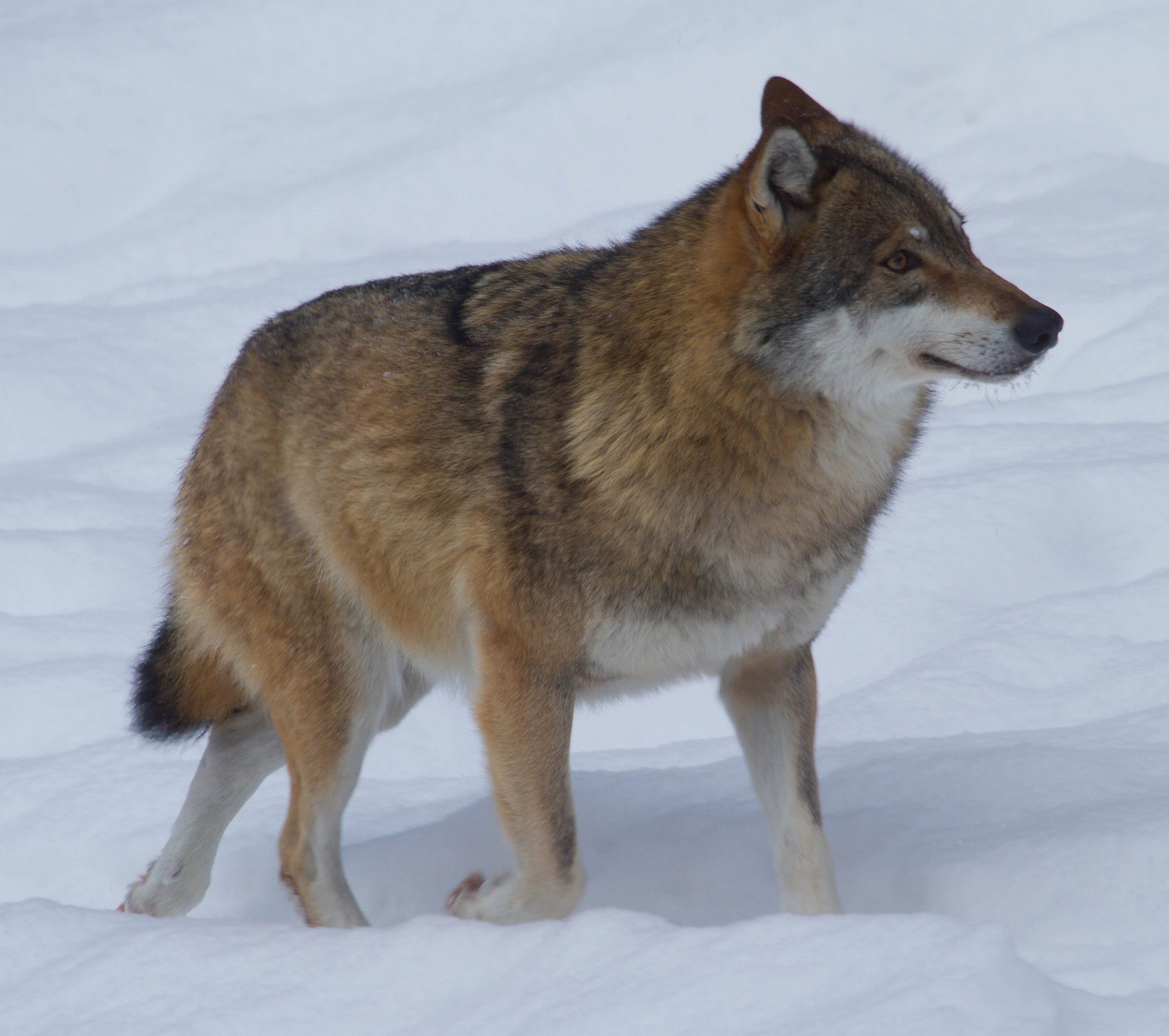 https://upload.wikimedia.org/wikipedia/commons/f/ff/Wolf%2C_voor_de_natuur%2C_Saxifraga_-_Jan_Nijendijk.5097.jpg