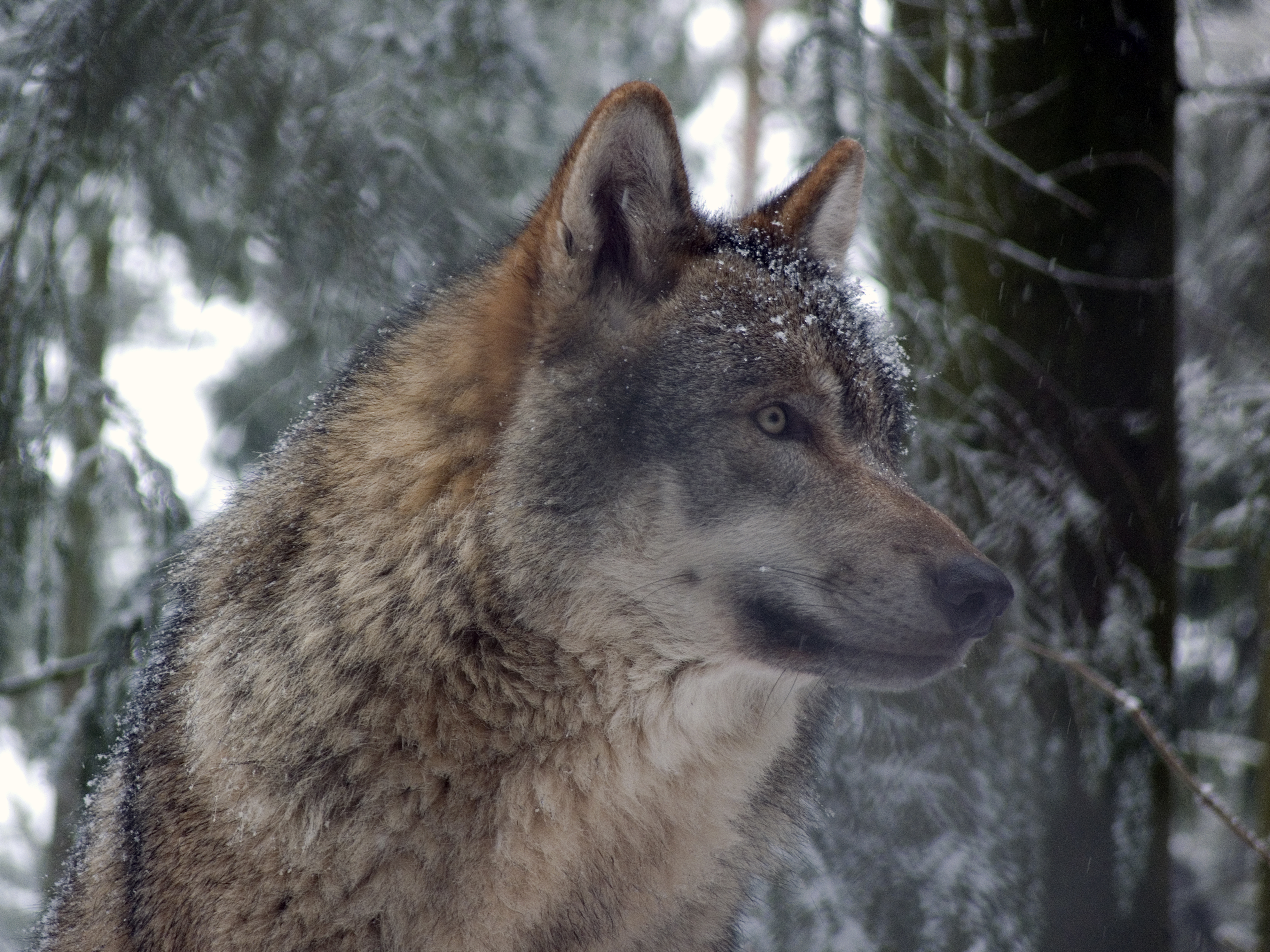 http://upload.wikimedia.org/wikipedia/commons/9/9d/Grauwolf_P1130275.jpg