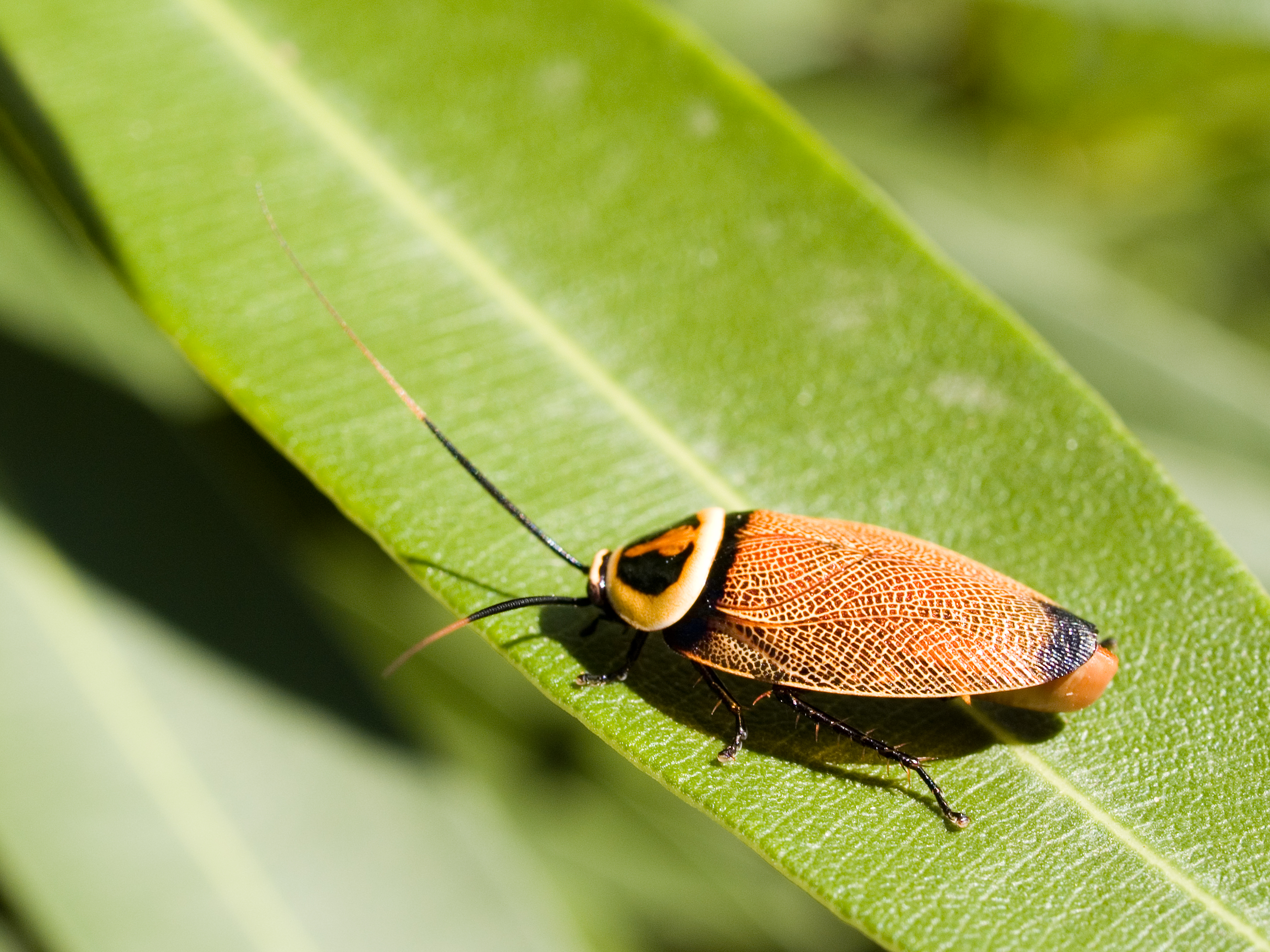 From: http://upload.wikimedia.org/wikipedia/commons/c/ca/Bush_Cockroach.jpg