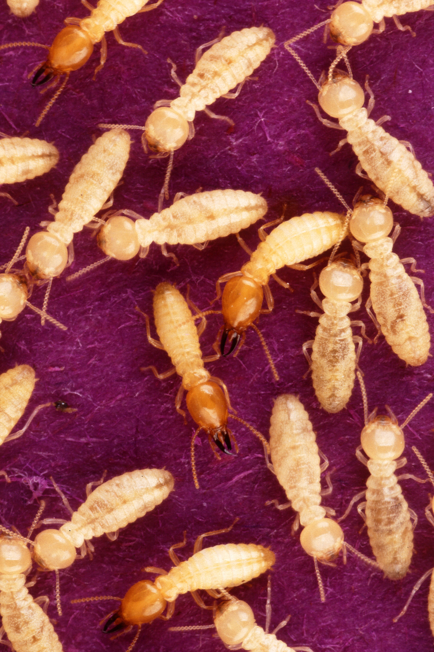 From: http://upload.wikimedia.org/wikipedia/commons/d/d3/Coptotermes_formosanus_shiraki_USGov_k8204-7.jpg