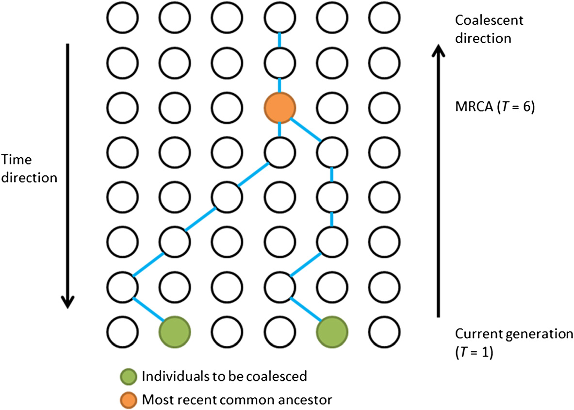 coalescent theory