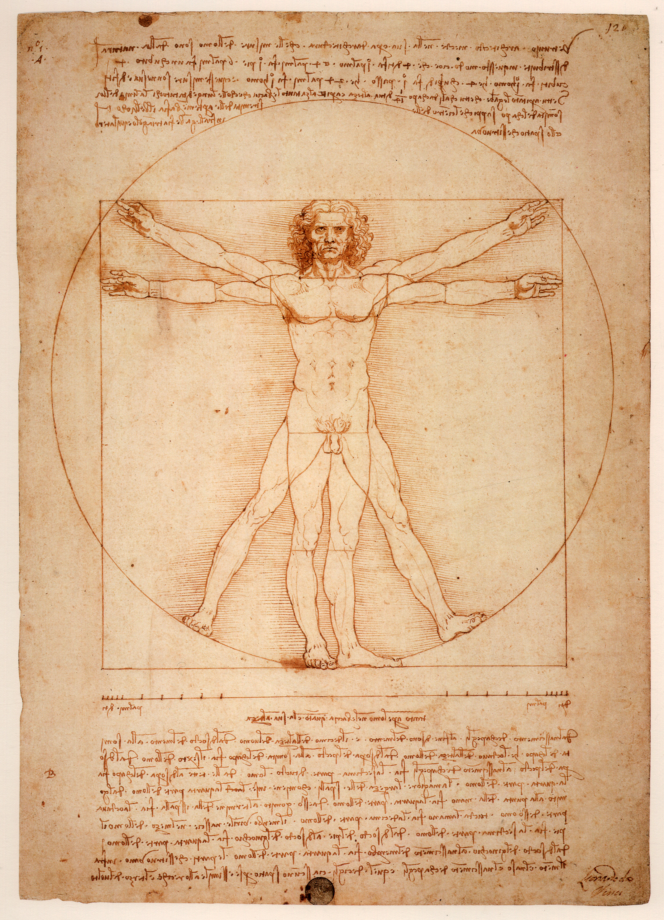 https://upload.wikimedia.org/wikipedia/commons/1/11/Uomo_Vitruviano.jpg